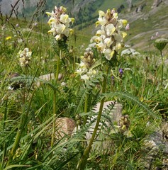 Pedicularis compacta