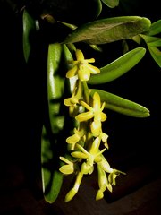 Epidendrum cardiophorum