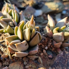 Anacampserotaceae
