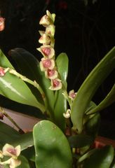 Stelis purpurascens
