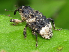 Cryptorhynchus lapathi