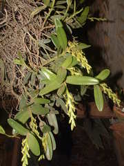 Epidendrum cardiophorum