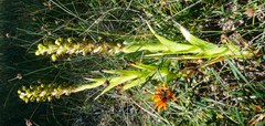 Pterygodium ingeanum