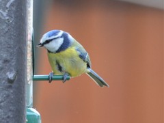 Cyanistes caeruleus