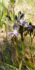 Disa spathulata spathulata