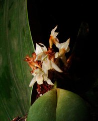 Maxillaria densa