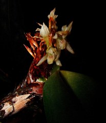 Maxillaria densa