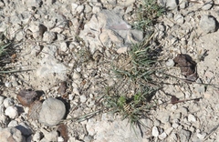 Bouteloua trifida
