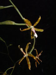 Oncidium stenoglossum