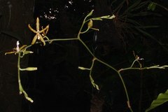 Oncidium stenoglossum