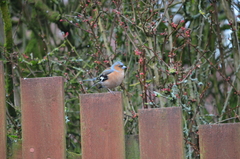 Fringilla coelebs