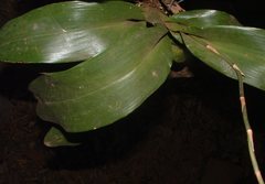 Oncidium stenoglossum