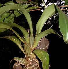 Oncidium stenoglossum