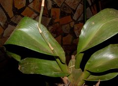 Oncidium stenoglossum