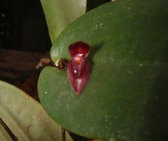 Pleurothallis matudana