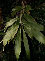Chysis tricostata
