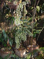 Epidendrum piliferum
