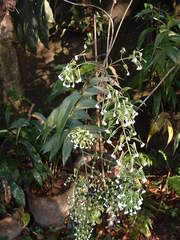 Epidendrum piliferum