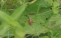 Metrioptera