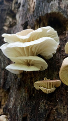 Neonothopanus hygrophanus