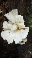 Neonothopanus hygrophanus