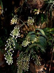 Epidendrum piliferum