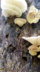 Neonothopanus hygrophanus