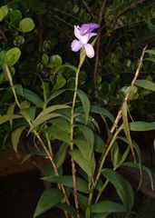 Sobralia macrantha