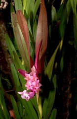 Isochilus chiriquensis