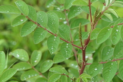Indigofera astragalina
