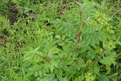 Indigofera astragalina
