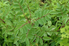 Indigofera astragalina