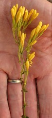 Sebaea hymenosepala