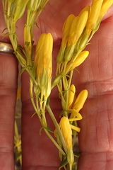 Sebaea hymenosepala