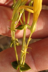 Sebaea hymenosepala