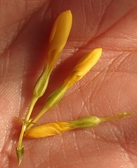 Sebaea hymenosepala