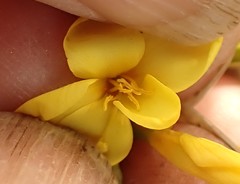 Sebaea hymenosepala