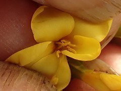 Sebaea hymenosepala