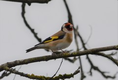 Carduelis carduelis