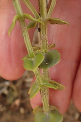Sebaea hymenosepala