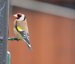 Carduelis carduelis