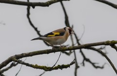 Carduelis carduelis