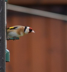 Carduelis carduelis