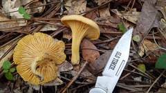 Cantharellus altipes