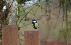 Parus major