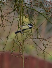 Parus major