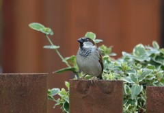 Passer domesticus