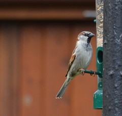 Passer domesticus