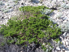 Psoralea vanberkelae