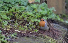 Erithacus rubecula